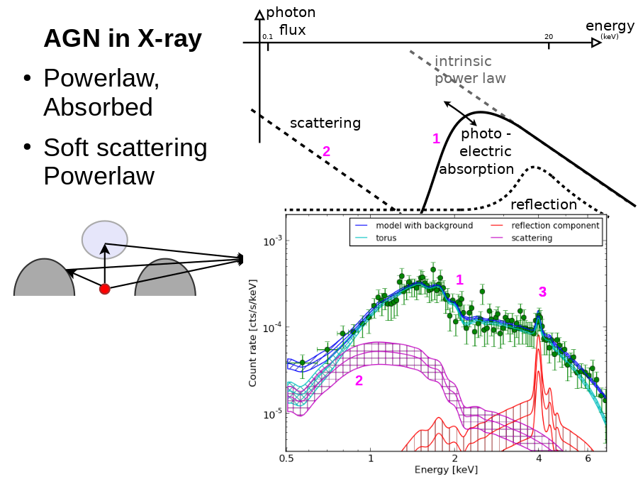 AGN in X-ray
1
2
1
2
3
3
Powerlaw,
Absorbed
Soft scattering Powerlaw